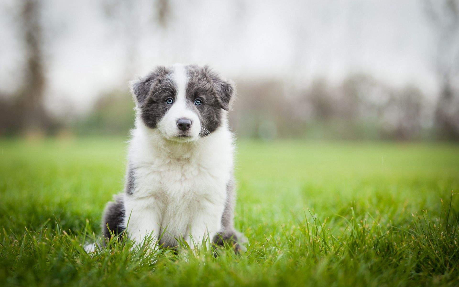 Download wallpaper 1920x1200 border collie, puppy, sit, grass widescreen 16:10 HD background