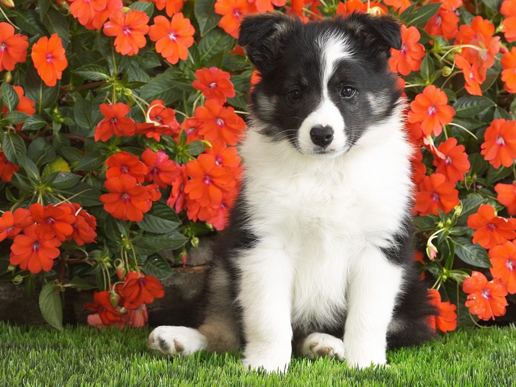 Border Collie Puppy, Wallpaper Collie Wallpaper