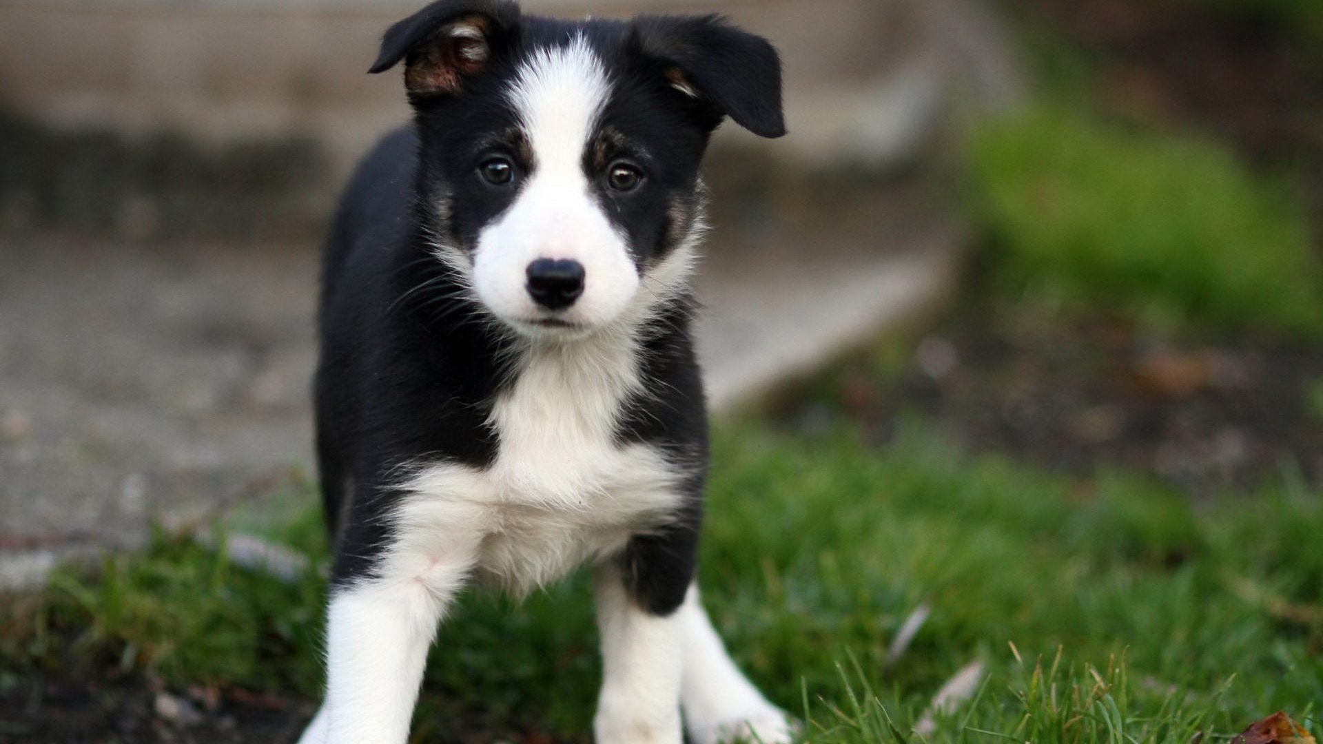 Free download Animals Dogs Beautiful Border Collie puppy goes on the grass 051169 [1920x1200] for your Desktop, Mobile & Tablet. Explore Dog Wallpaper Borders Sale. Dog Wallpaper for Walls