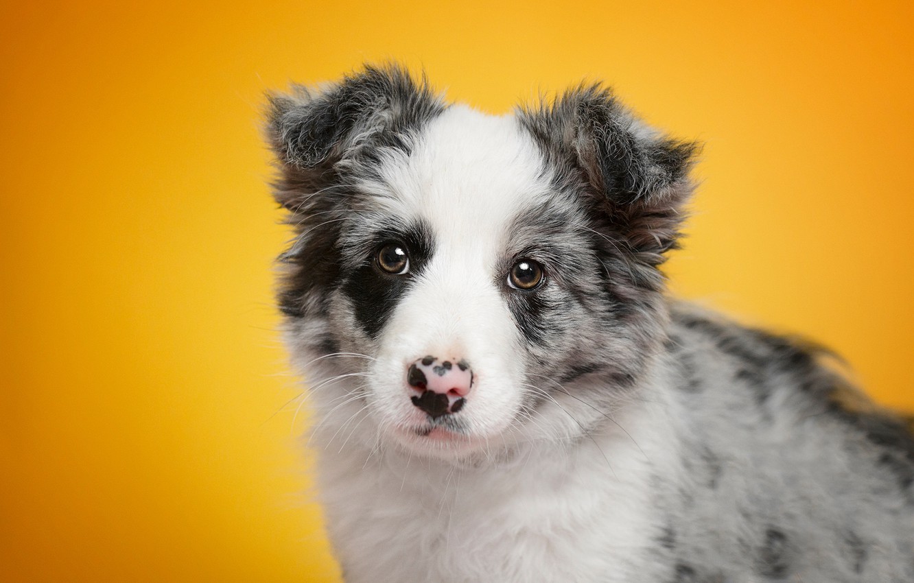 Wallpaper look, portrait, dog, baby, puppy, face, yellow background, the border collie image for desktop, section собаки