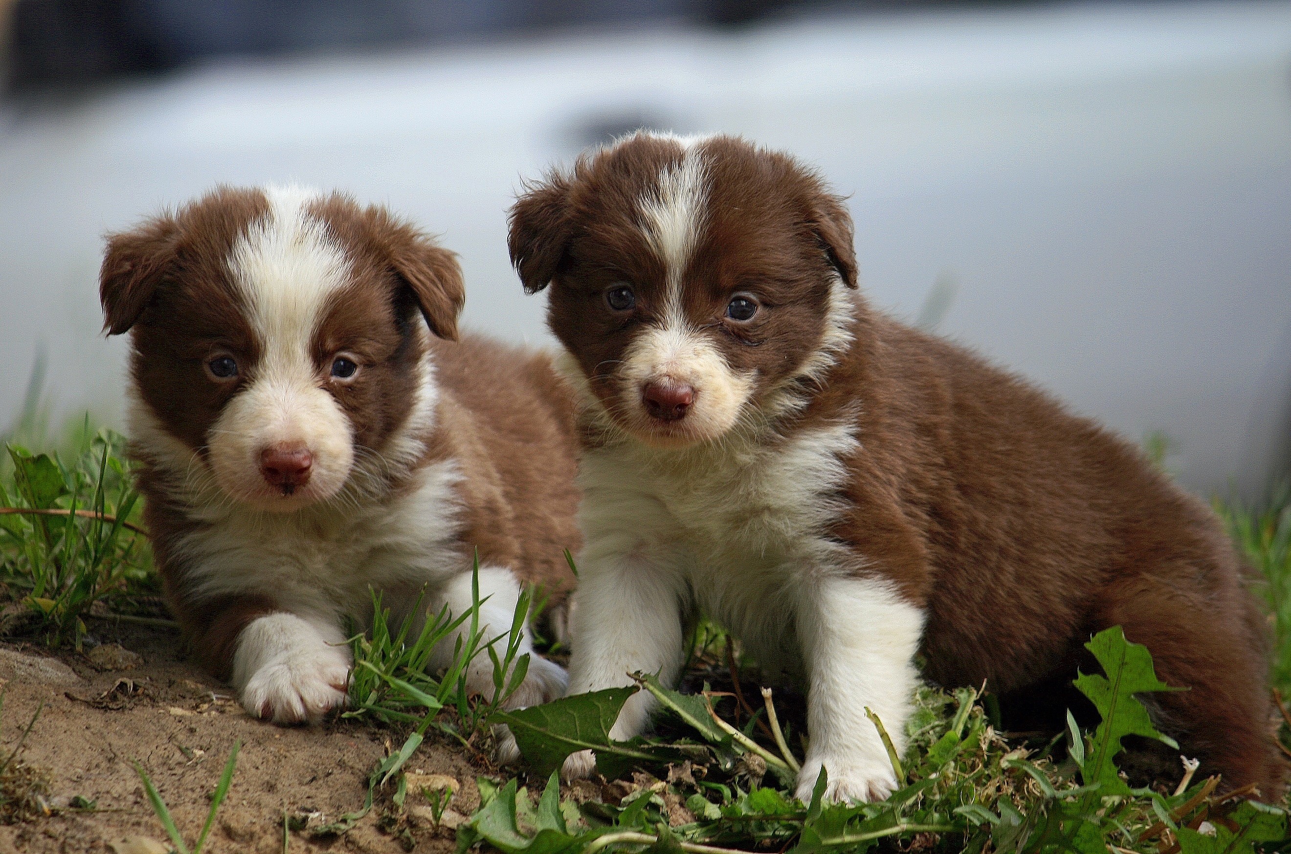 Border Collie puppies wallpaper. Watch widescreen dog breeds. Border Collie puppies