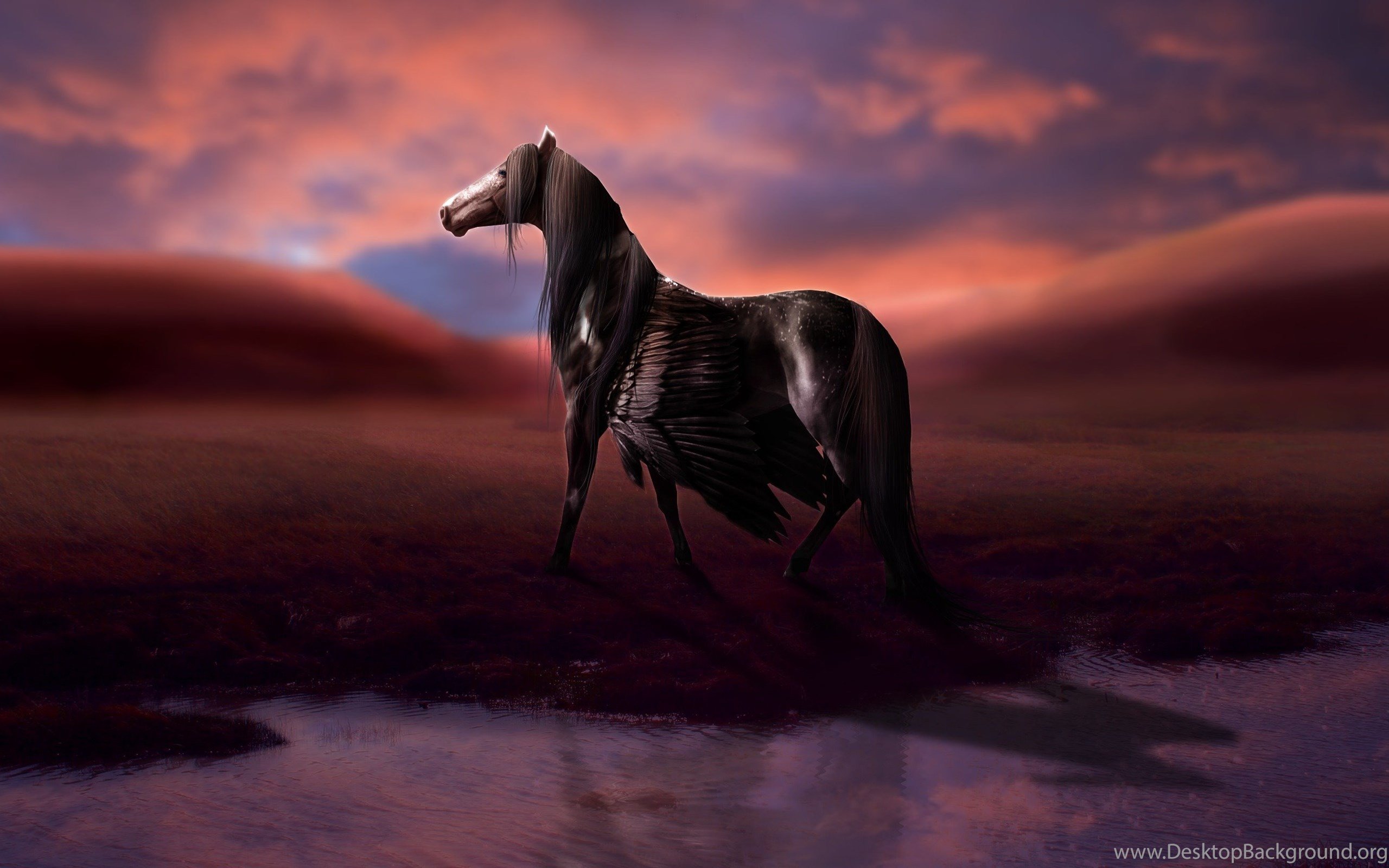 Magical Animals Pegasus Black Fantasy Horse Wallpaper Desktop Background