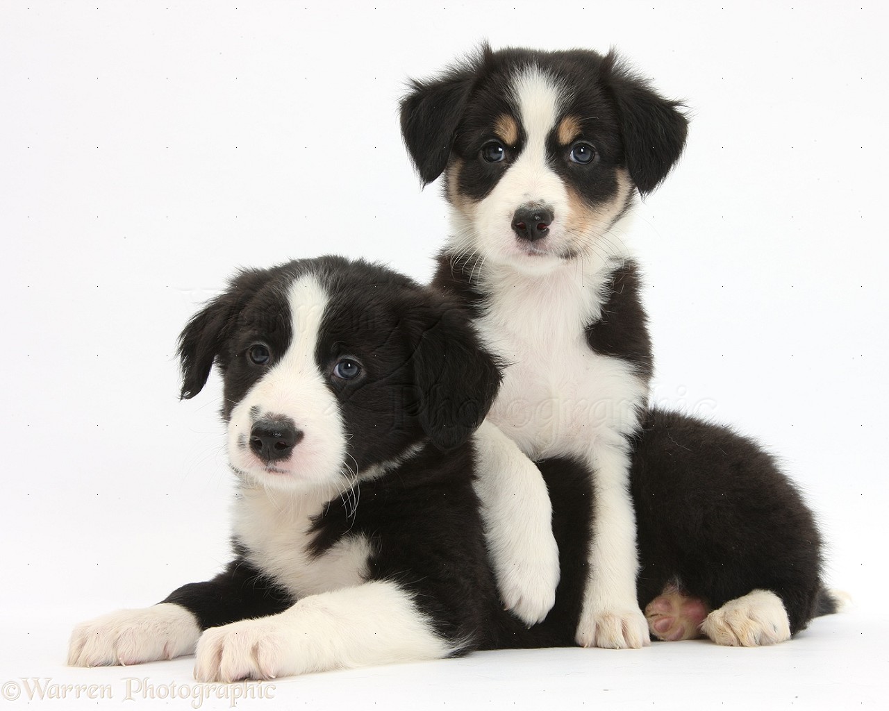 Free download Border Collie Puppy Dogs Pics Background Image [1280x1024] for your Desktop, Mobile & Tablet. Explore Puppy Dog Wallpaper Border. Dog Paw Print Wallpaper Border, Cat