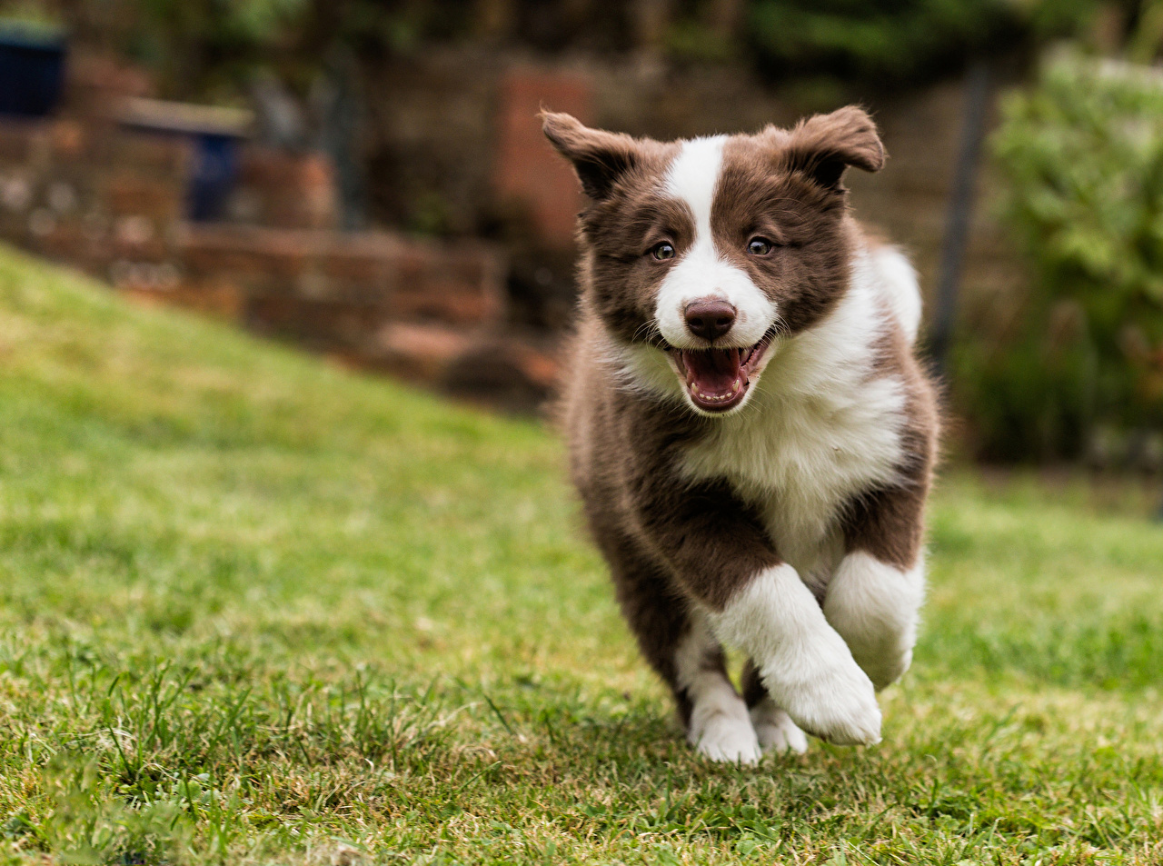 Wallpaper Puppy Border Collie Run Grass animal