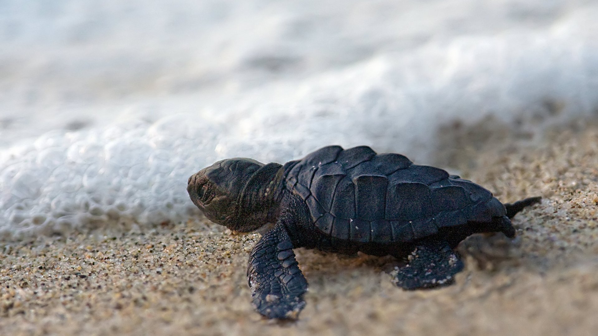 Cute Baby Turtle Wallpapers - Wallpaper Cave