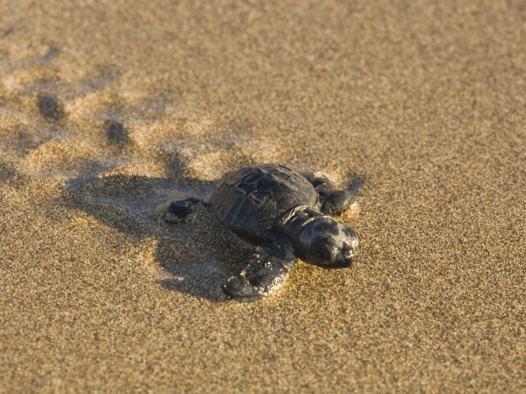Baby Turtle wallpaper in 1024x768 resolution