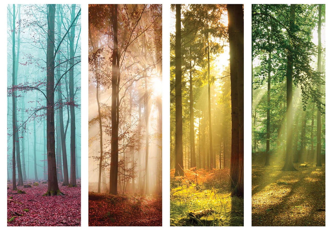 Seasons In The Forest Wallpaper Mural Seasons Themed Room