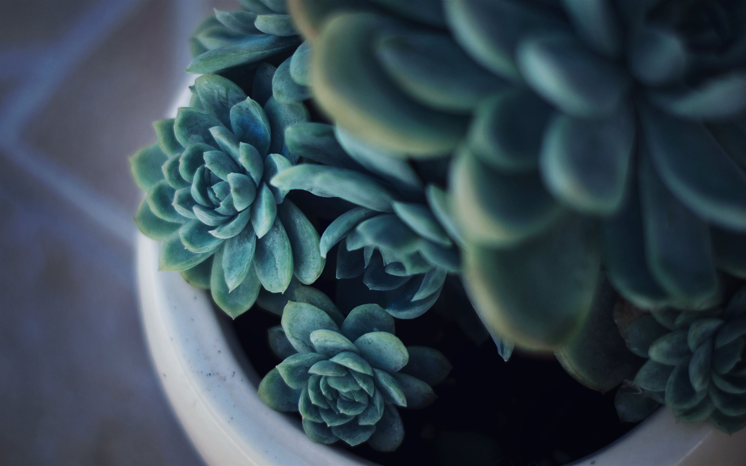 Planter Wallpapers - Wallpaper Cave