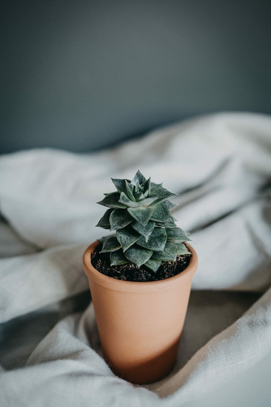 Planter Wallpapers - Wallpaper Cave