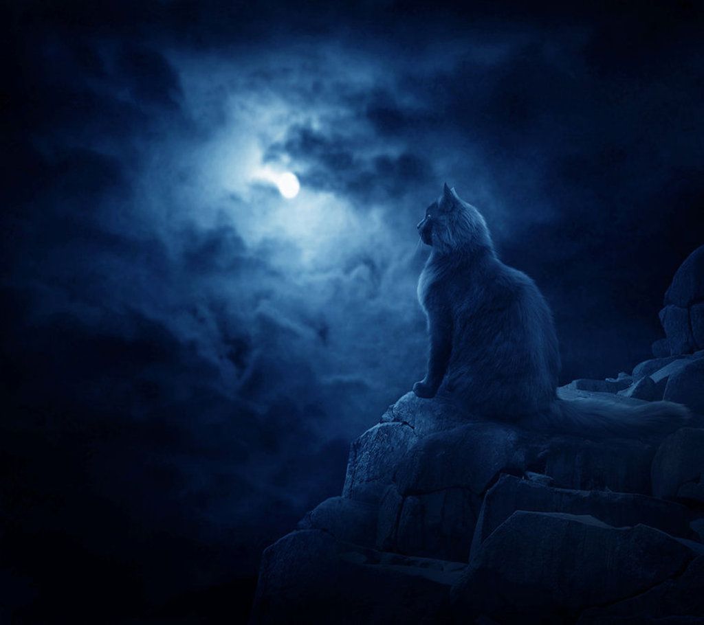 Black Cat Moon Wallpaper Free Black Cat Moon Background