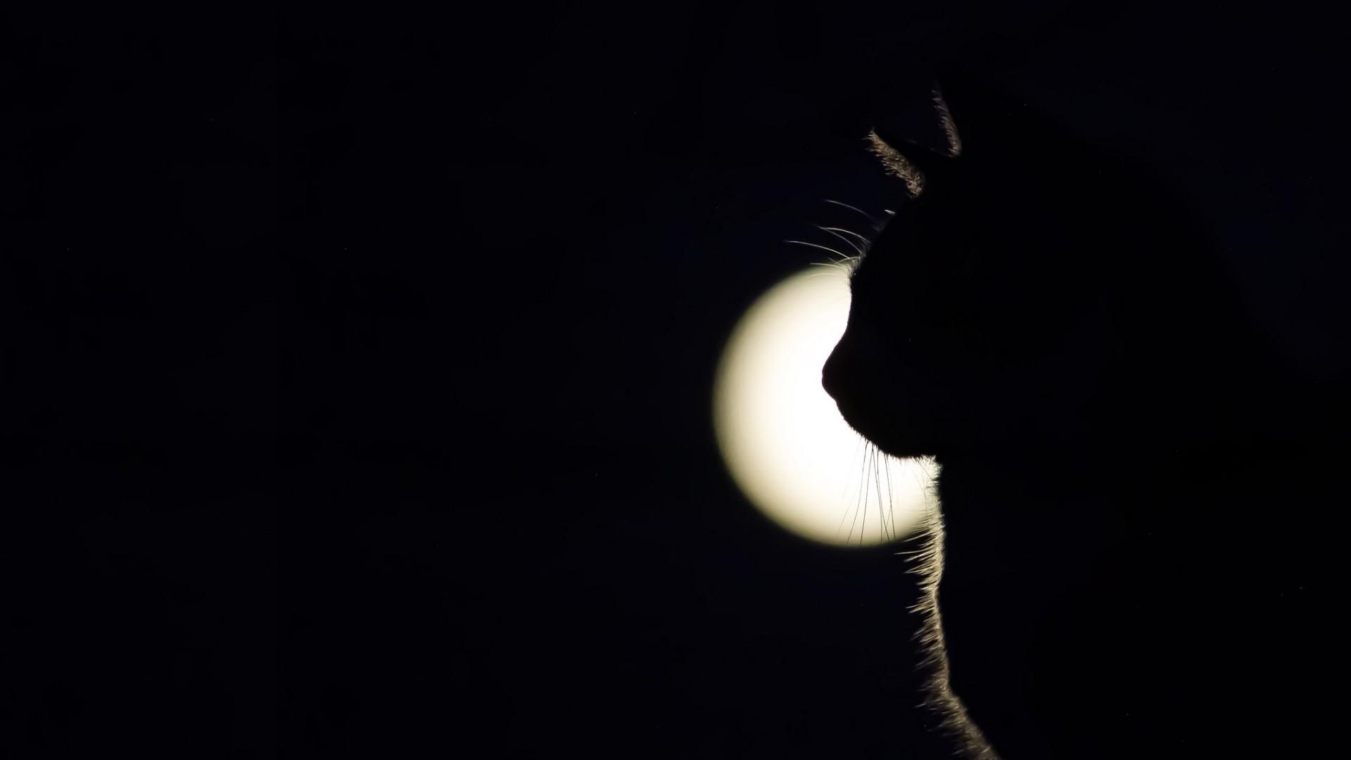 Download Cute Cat Aesthetic And Crescent Moon Wallpaper