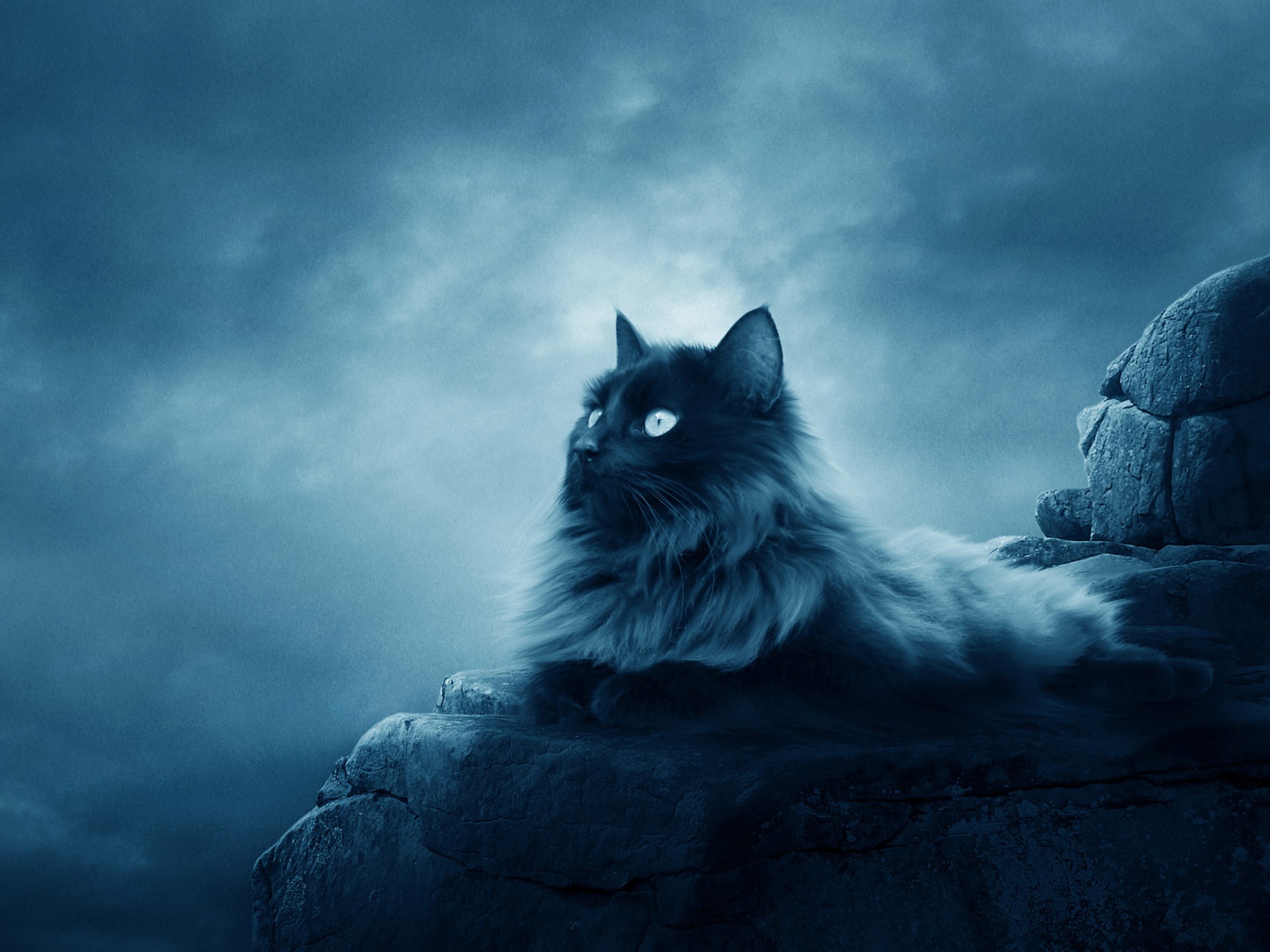 Free download Full Moon Cat Wallpaper in jpg format for download [1600x1200] for your Desktop, Mobile & Tablet. Explore Cats On The Moon Wallpaper. Cats On The Moon Wallpaper