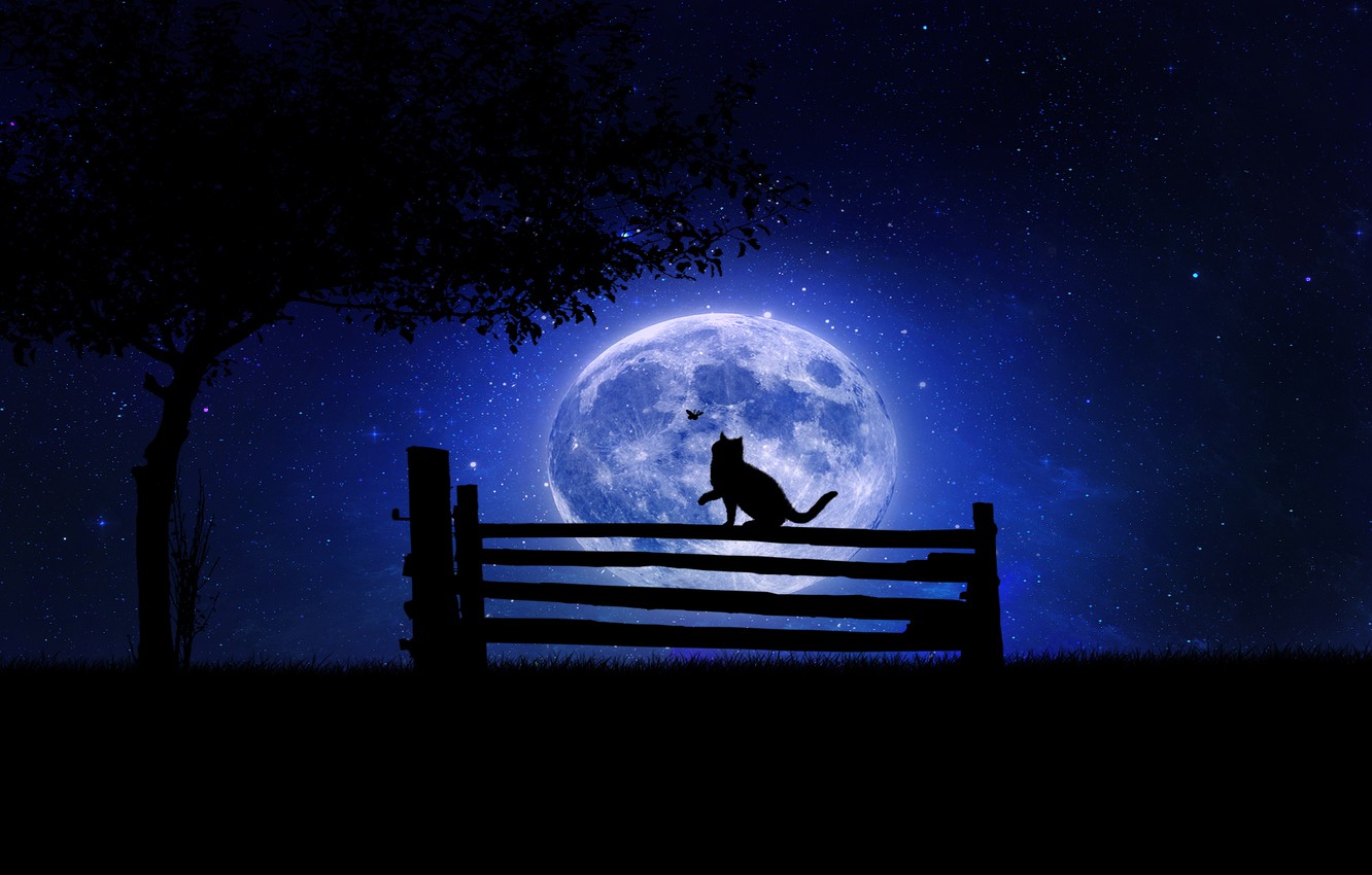 Wallpaper cat, bench, night, tree, the moon image for desktop, section разное