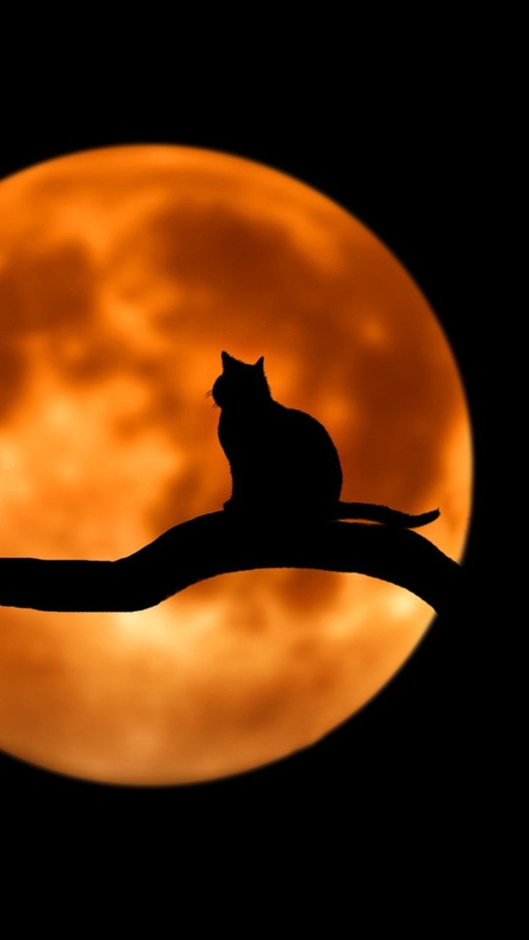 Black Cat and Moon Dark Amoled Huawei P40 Wallpaper Download