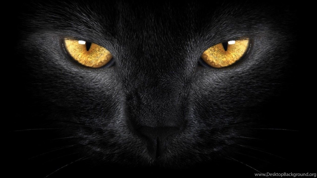 Wallpaper Black Cat And Moon Eyes 1366x768 Desktop Background