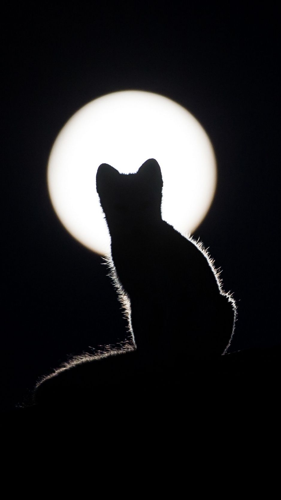 Cat and Moon Wallpaper