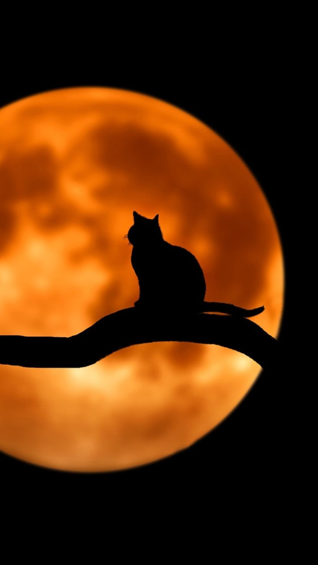 Cat and Moon Wallpaper
