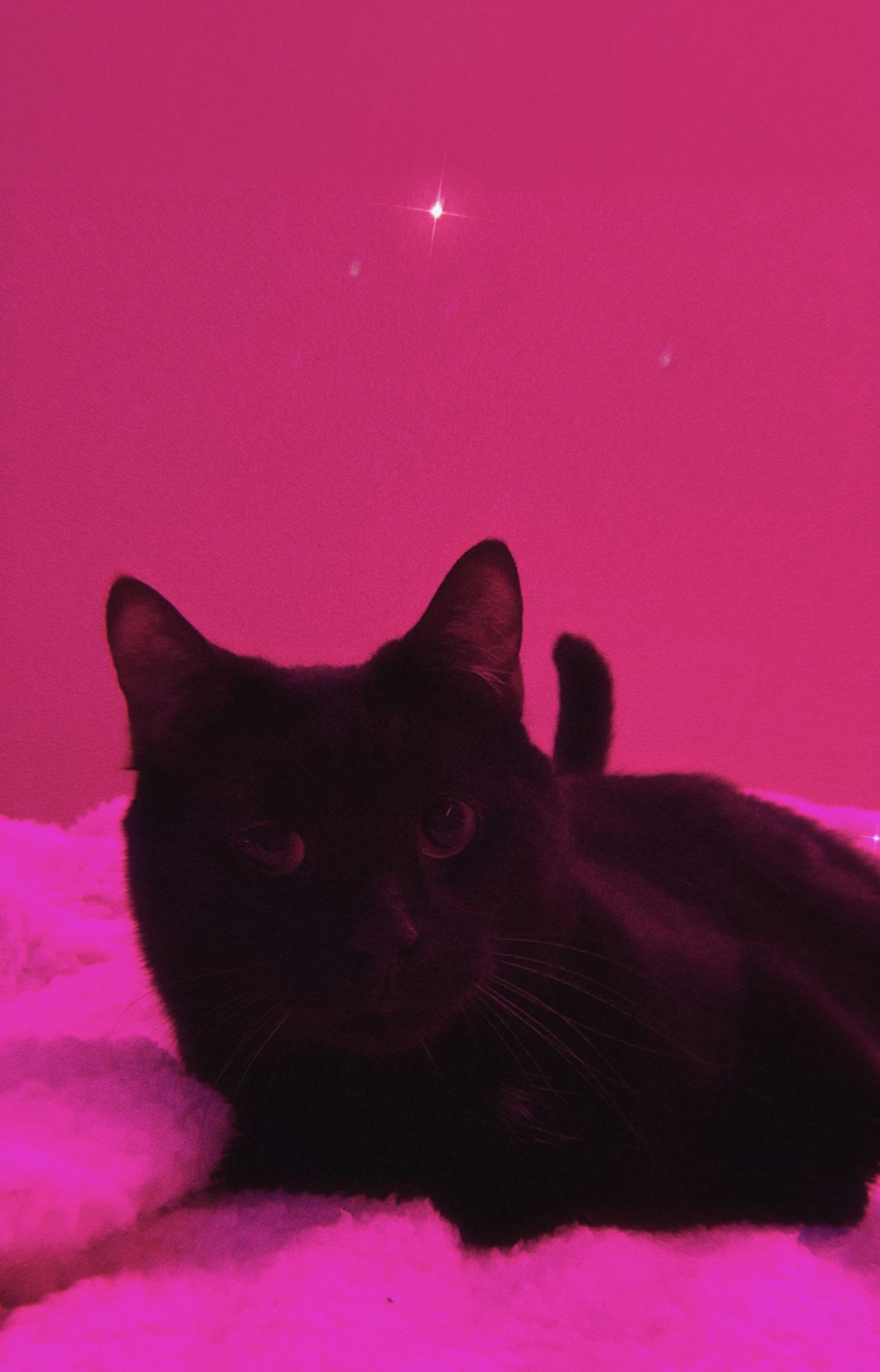 PINK LUNA SAILOR MOON. Black cat aesthetic, Cute cats and dogs, Cat aesthetic