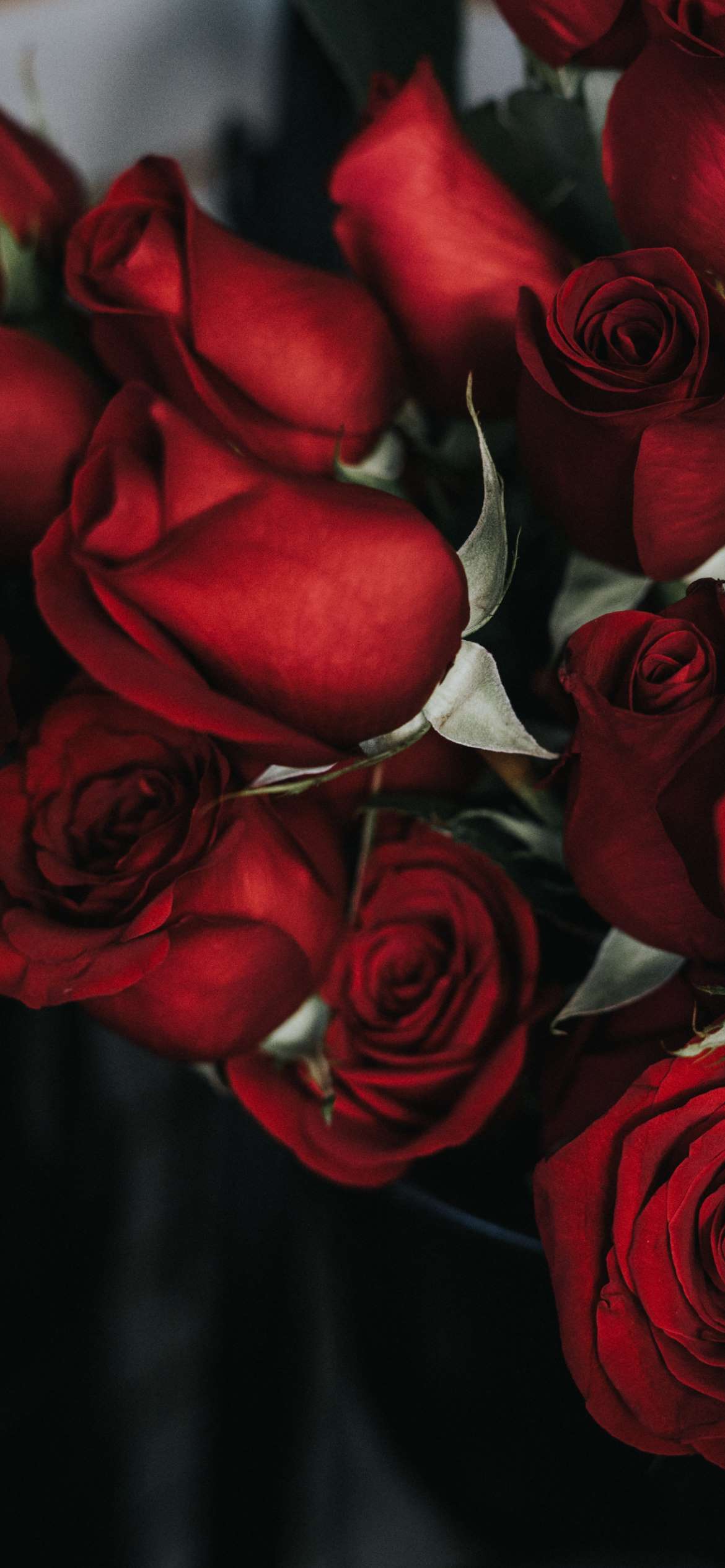 Valentines Day Wallpaper Pink and Red Roses  The Dreamiest iPhone  Wallpapers For Valentines Day That Fit Any Aesthetic  POPSUGAR Tech Photo  26