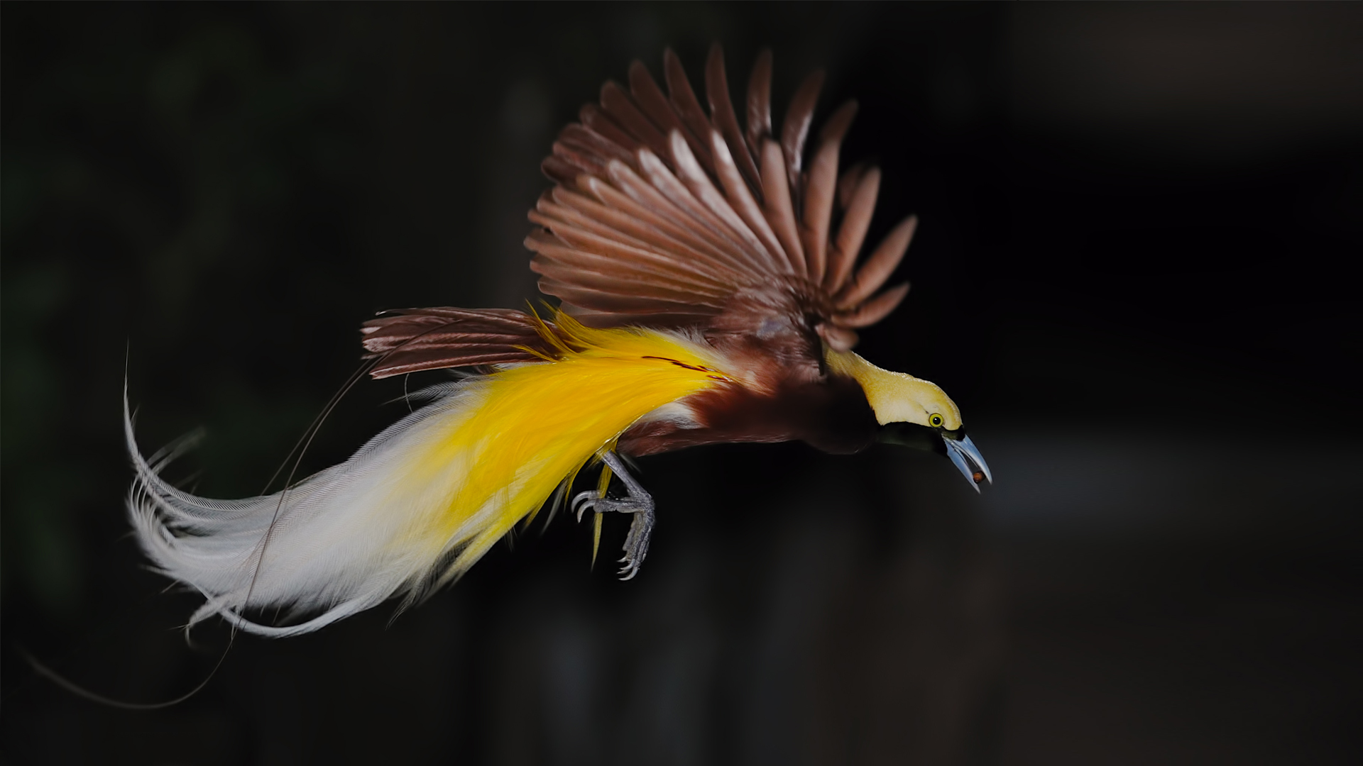 Birds Of Paradise HD Wallpaper