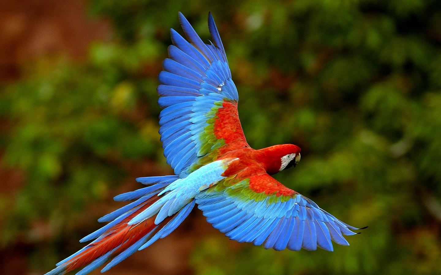 Free download Beautiful Wallpaper For Desktop Beautiful Birds HD Wallpaper [1600x1200] for your Desktop, Mobile & Tablet. Explore Desktop Wallpaper of Birds. Spring Bird Desktop Wallpaper, Free Winter Birds