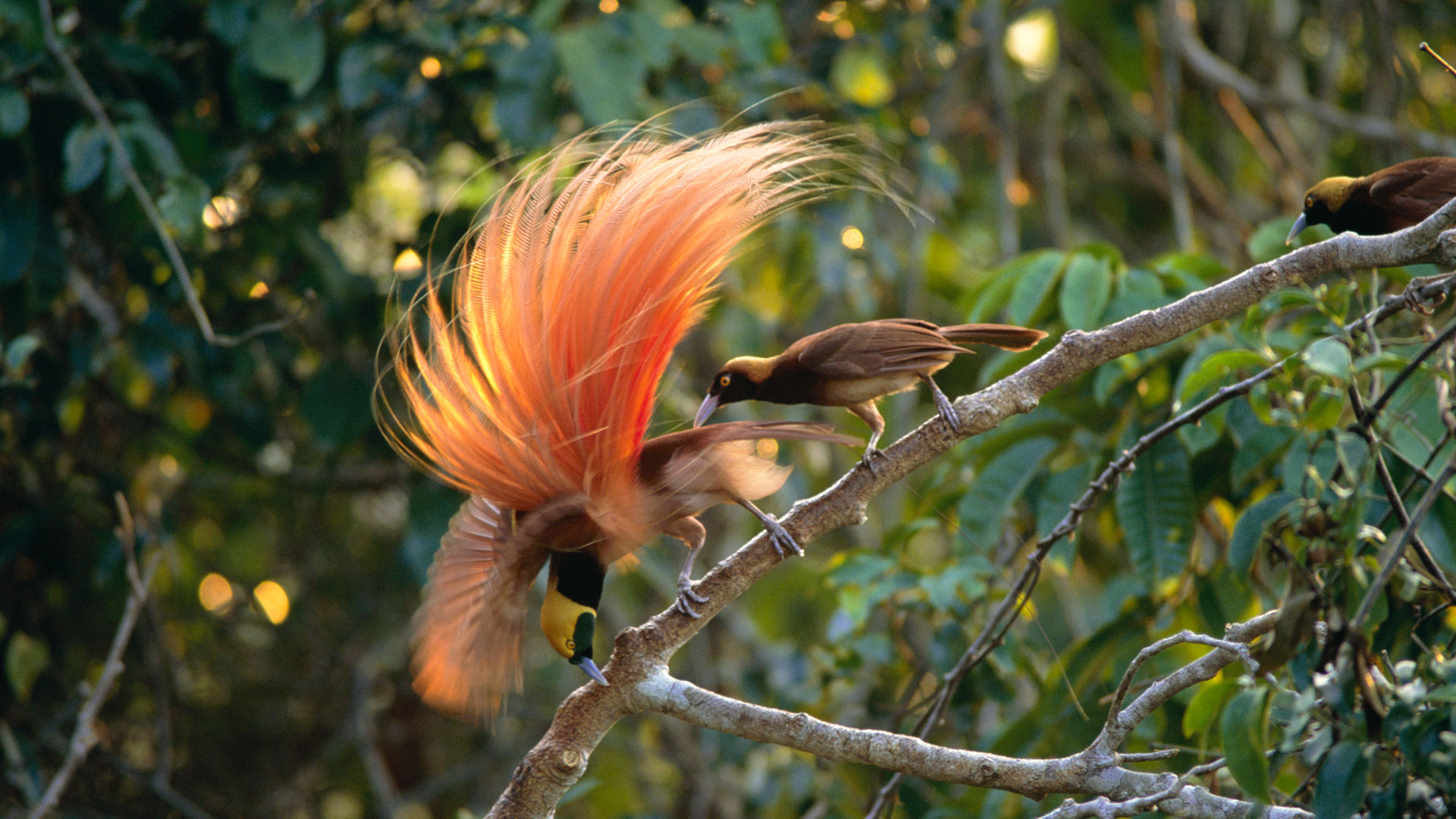 Things to Know about Cendrawasih, the Bird of Paradise in Papua