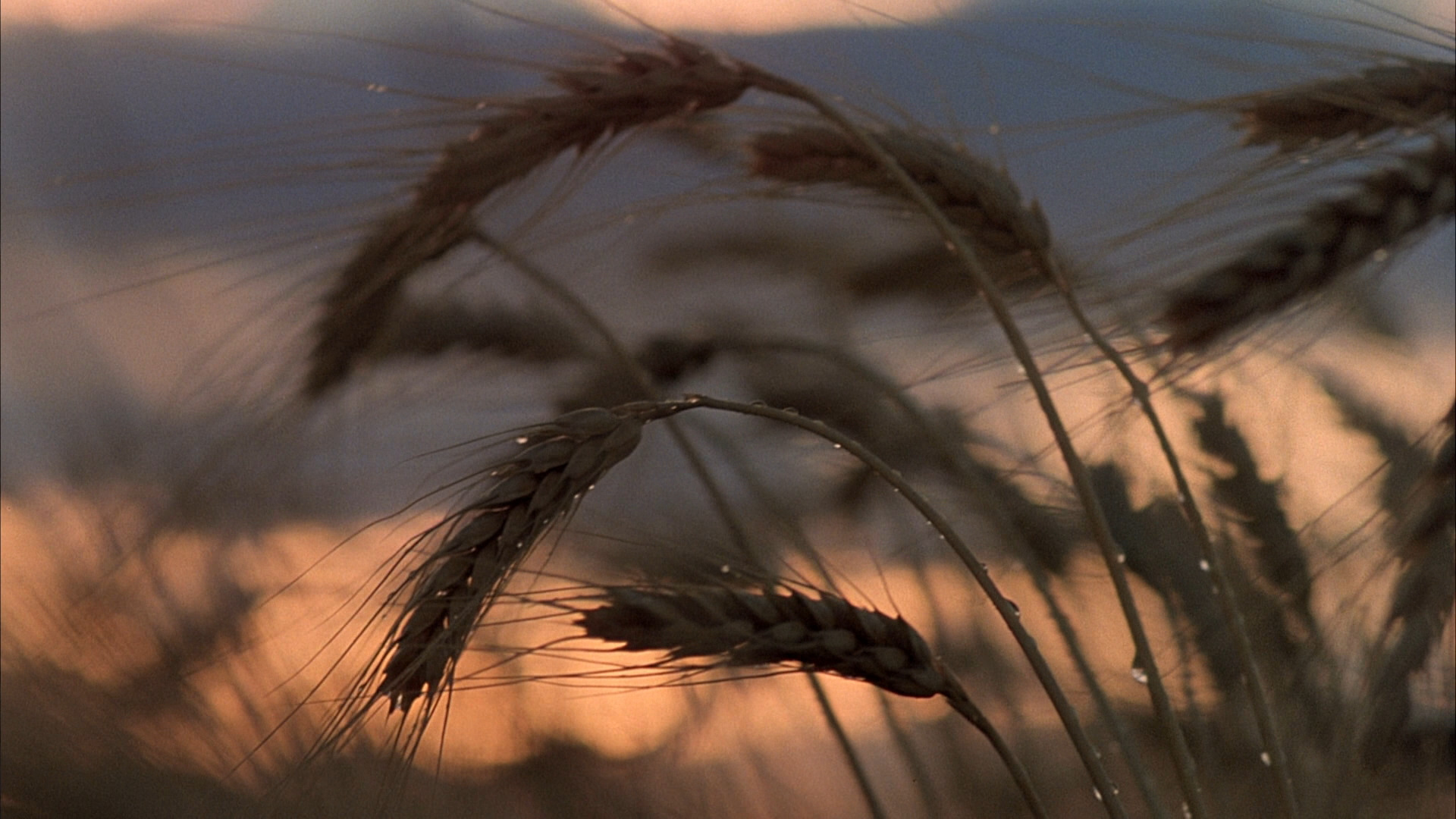Days of Heaven