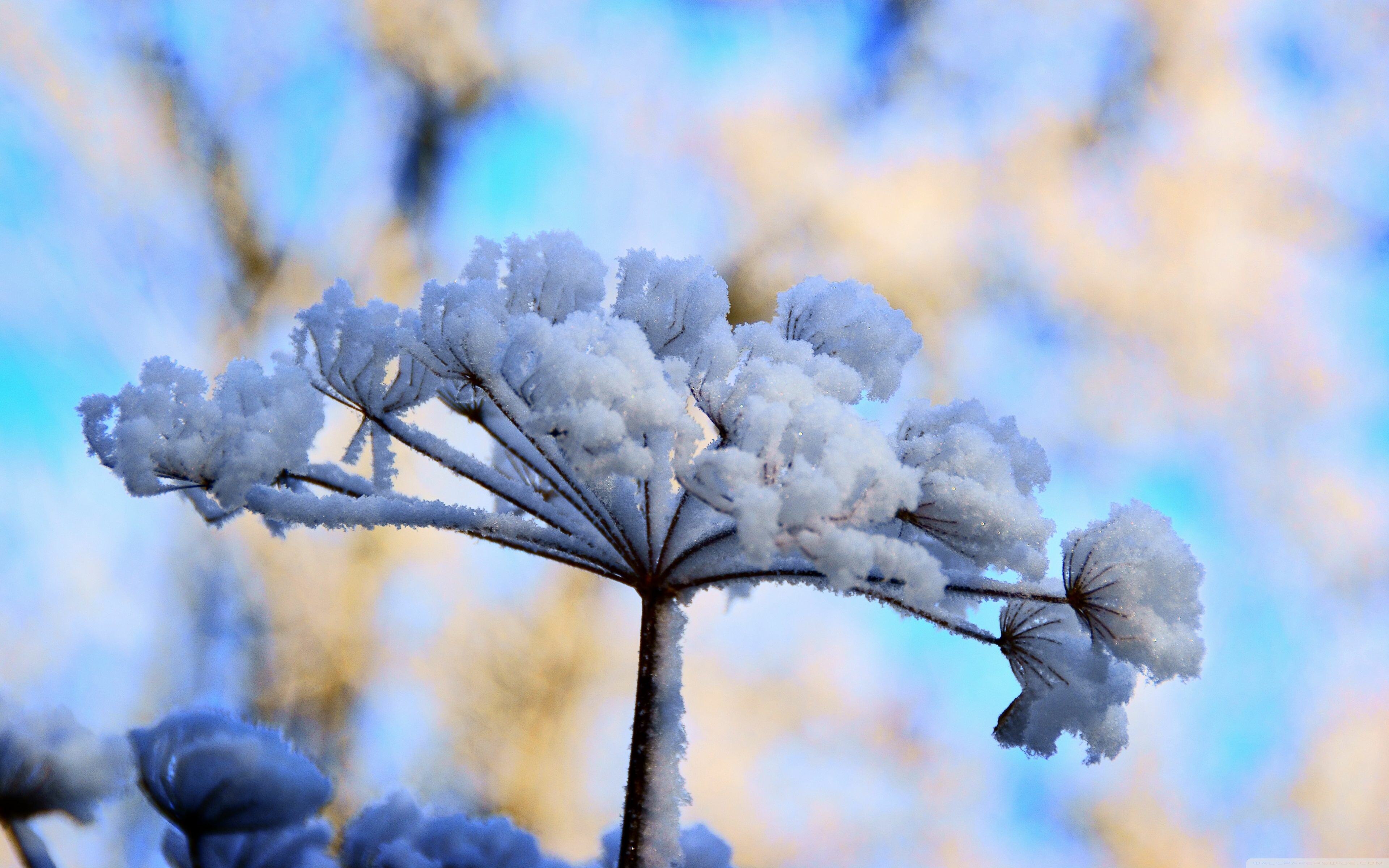 Flowers in Snow Wallpaper: HD, 4K, 5K for PC and Mobile. Download free image for iPhone, Android