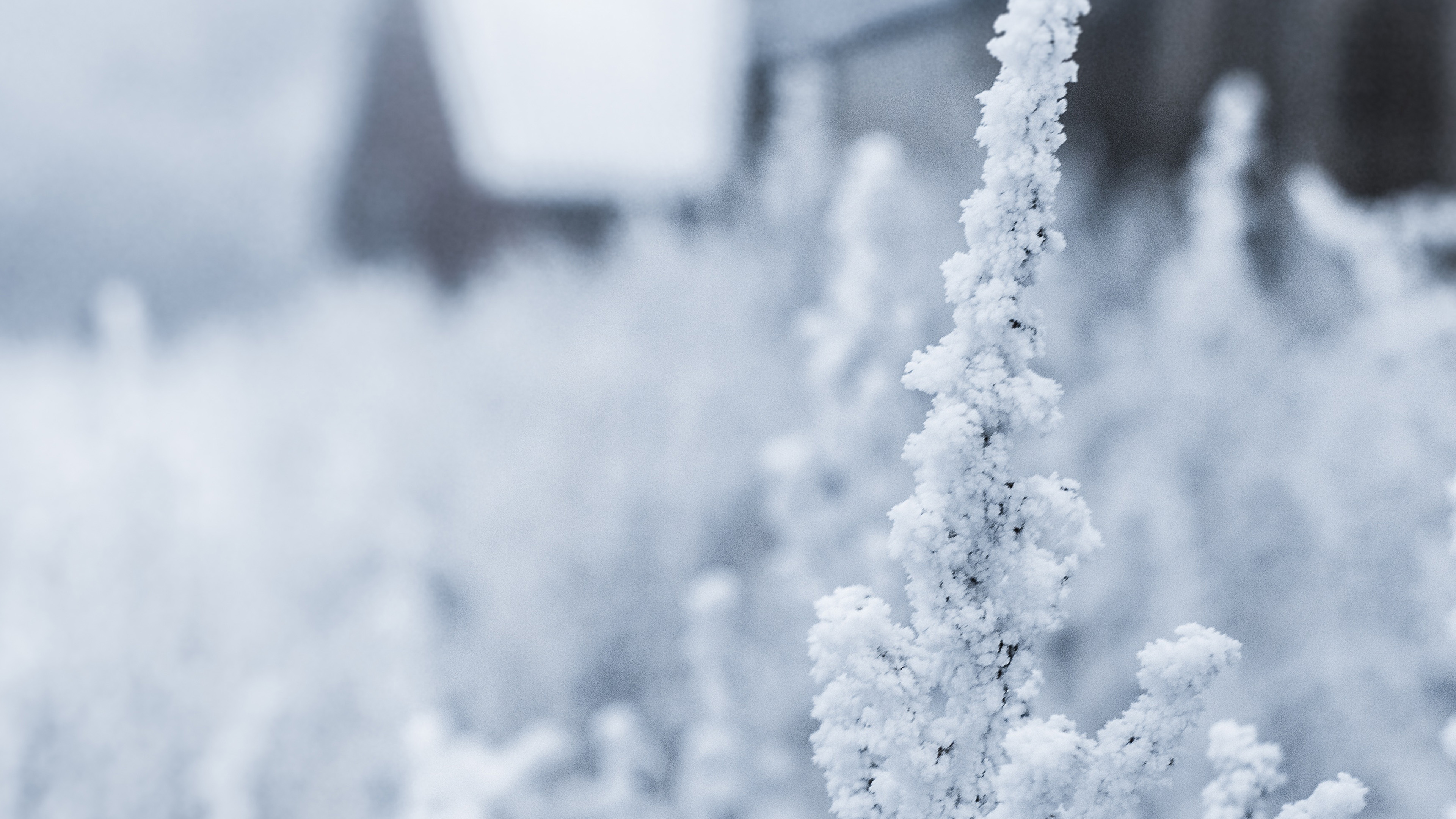 Snow White Winter Flower Wallpaper