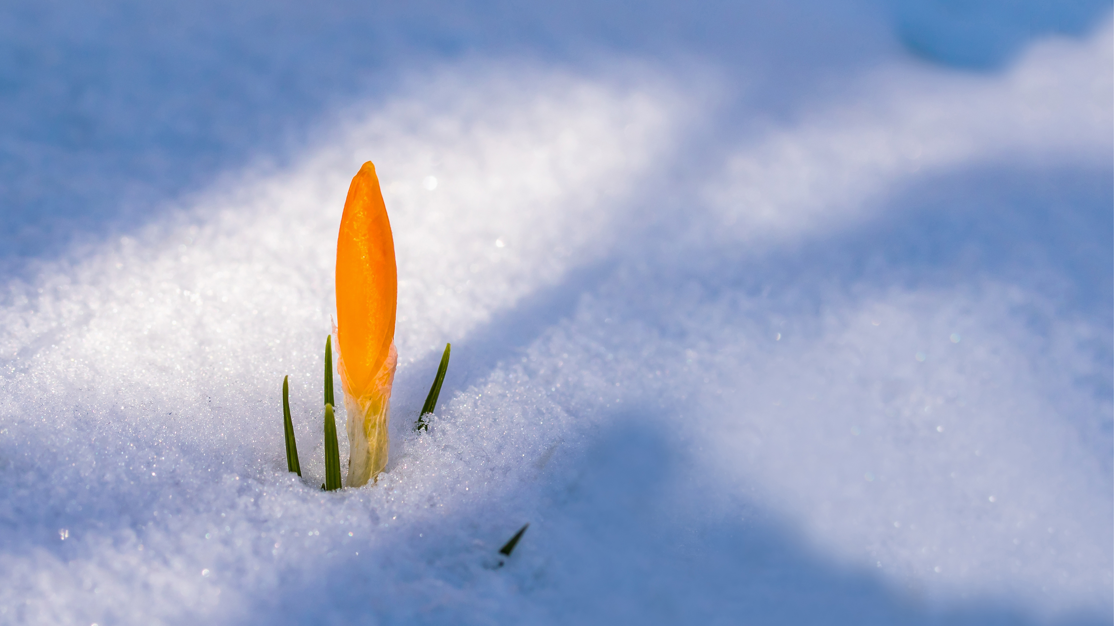 Flower In Snow Flowers Wallpaper