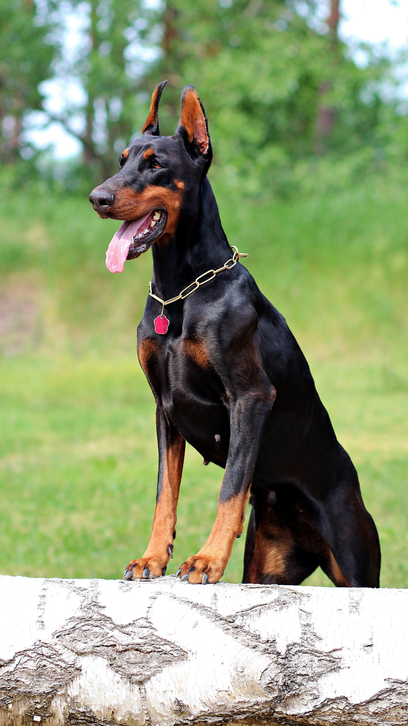 Wallpaper Doberman, Dog, Beauty, Nature, One Animal, Pets • Wallpaper For You