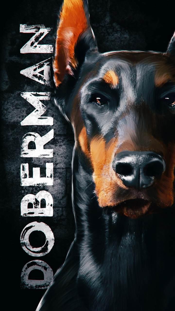 Doberman Wallpaper: Doberman Pinscher Wallpaper for Android