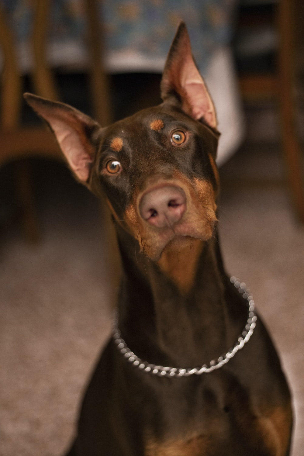 Doberman Pinscher Picture. Download Free Image