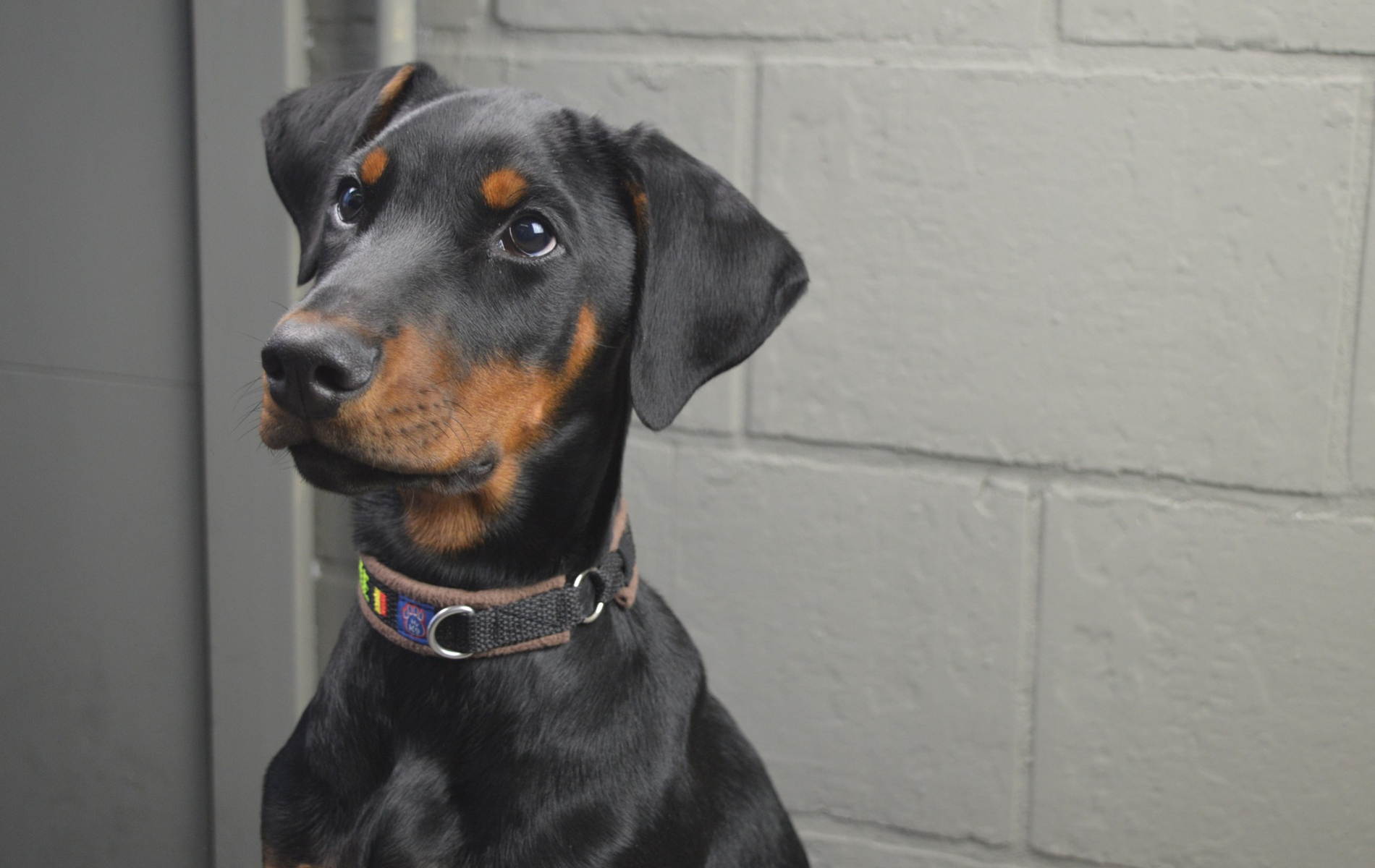 Doberman Pinscher Puppy