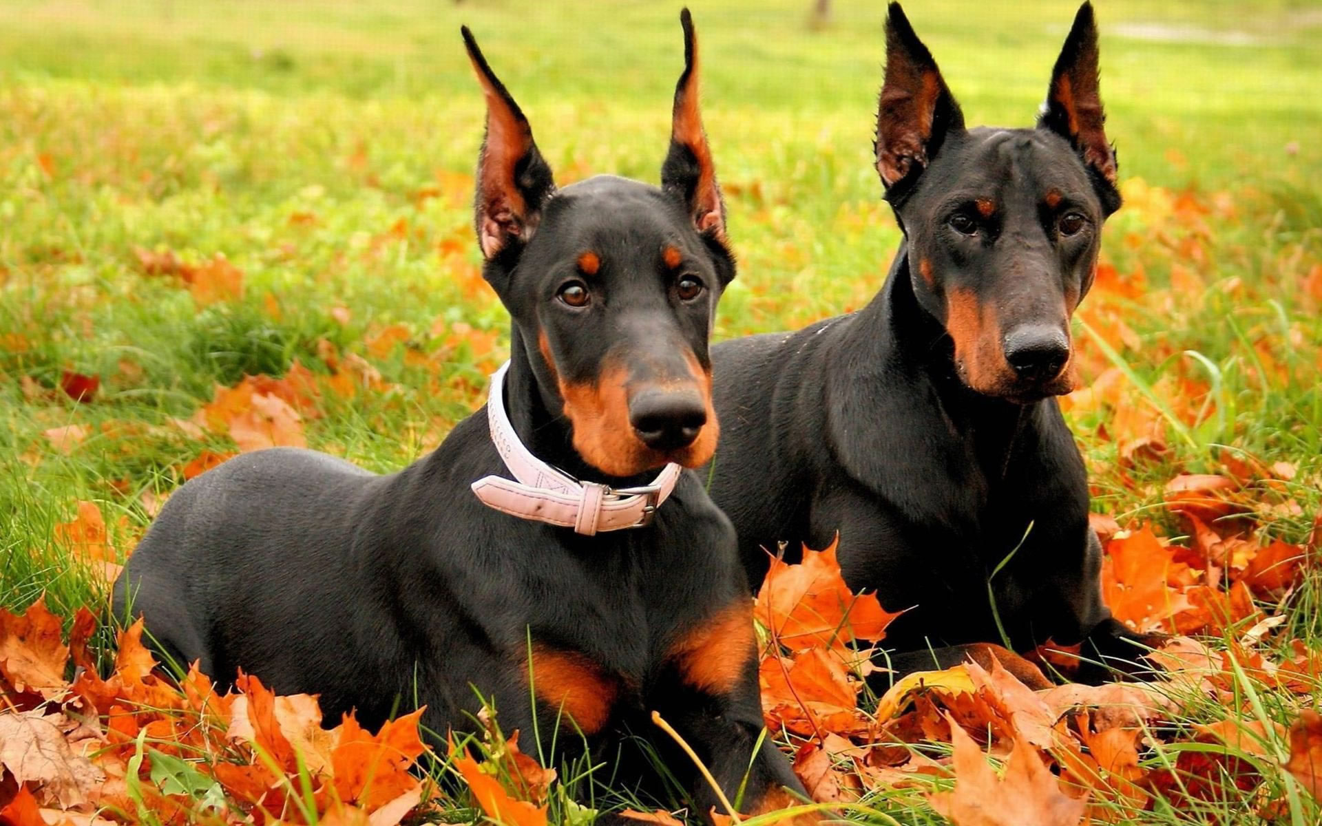 Two dobermans wallpaper Doggy Rocks