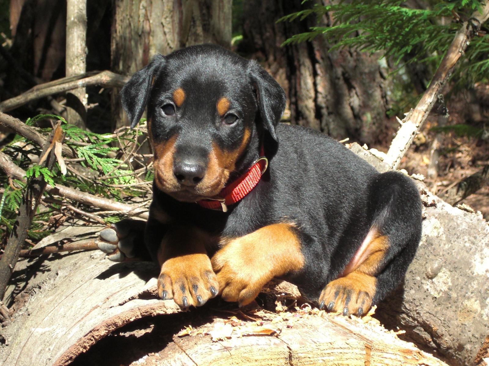 doberman, Pinscher, Dog, Dogs Wallpaper HD / Desktop and Mobile Background