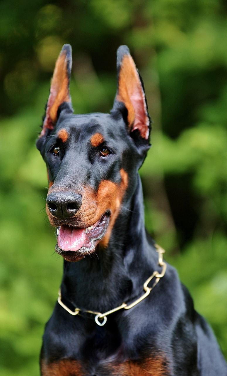 Doberman, dog, nature, free Picture, Free Photo, Free Guard Dog Breeds Wallpaper & Background Download