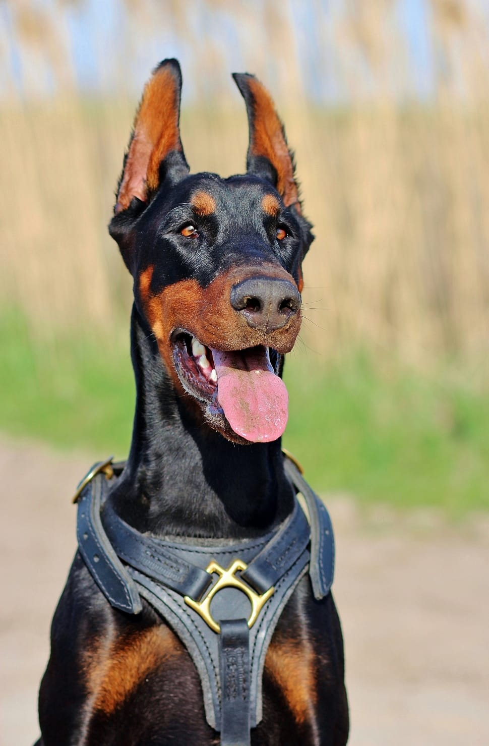 Black And Tan Doberman Pinscher Preview