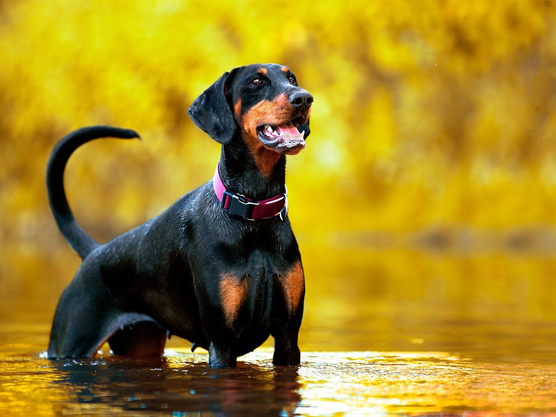 Wallpaper Doberman dog stand in water 1920x1440 HD Picture, Image