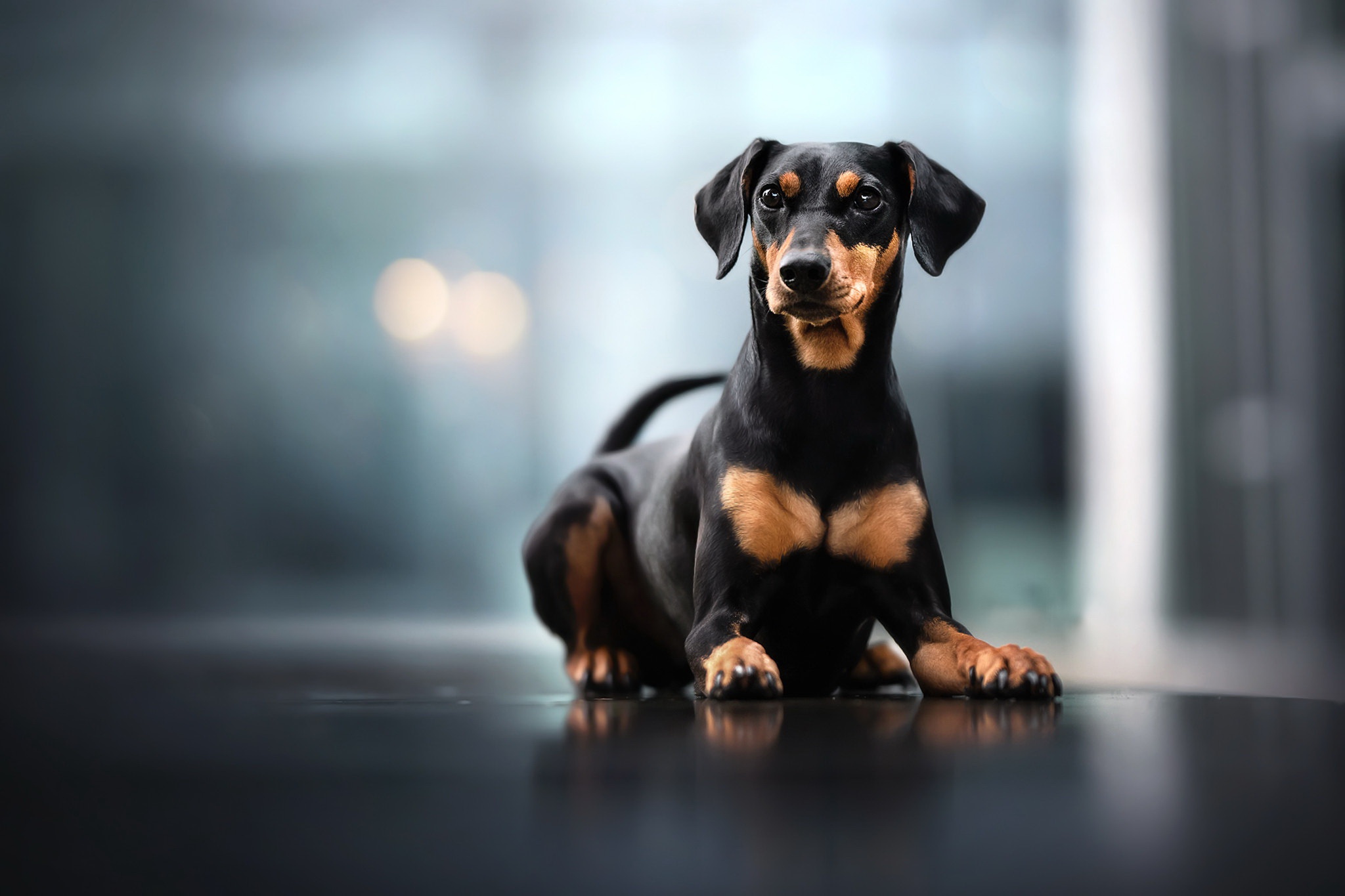 Doberman Pinscher HD Wallpaper, Dog, Baby Animal, Puppy HD Wallpaper
