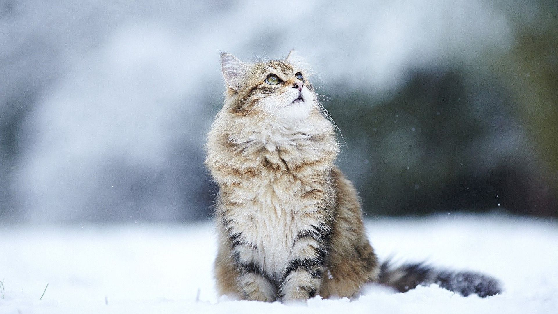 Snow Cat Wallpaper