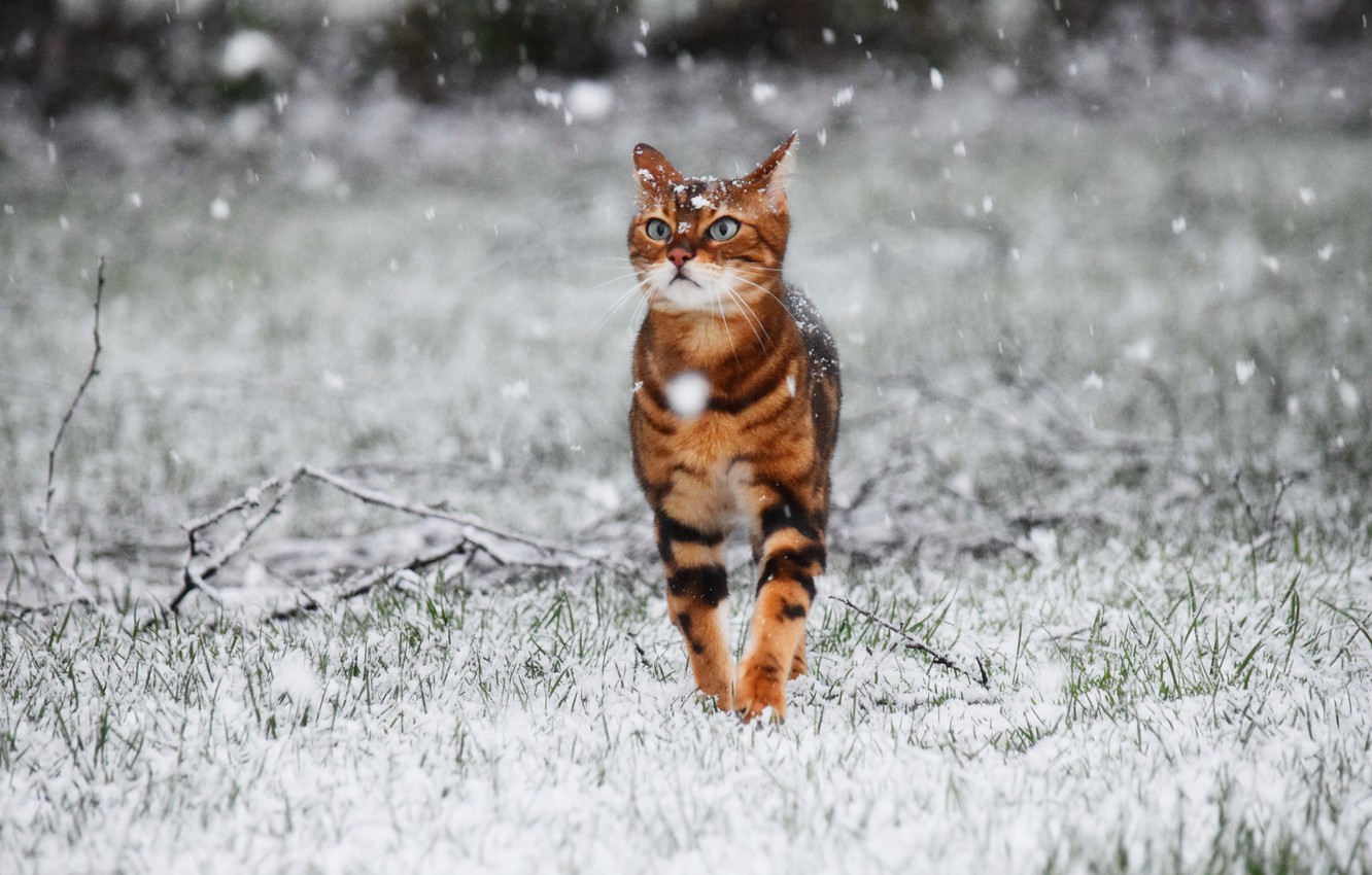 Wallpaper winter, cat, snow image for desktop, section кошки