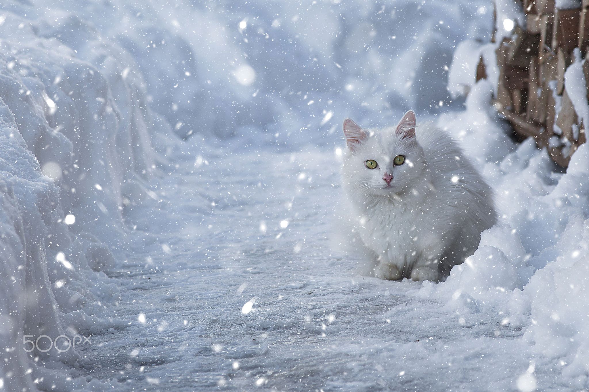 Winter Aesthetic Cats Wallpapers - Wallpaper Cave
