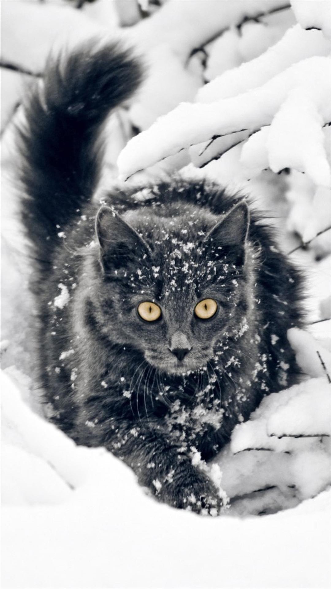 Winter Aesthetic Cats Wallpapers - Wallpaper Cave