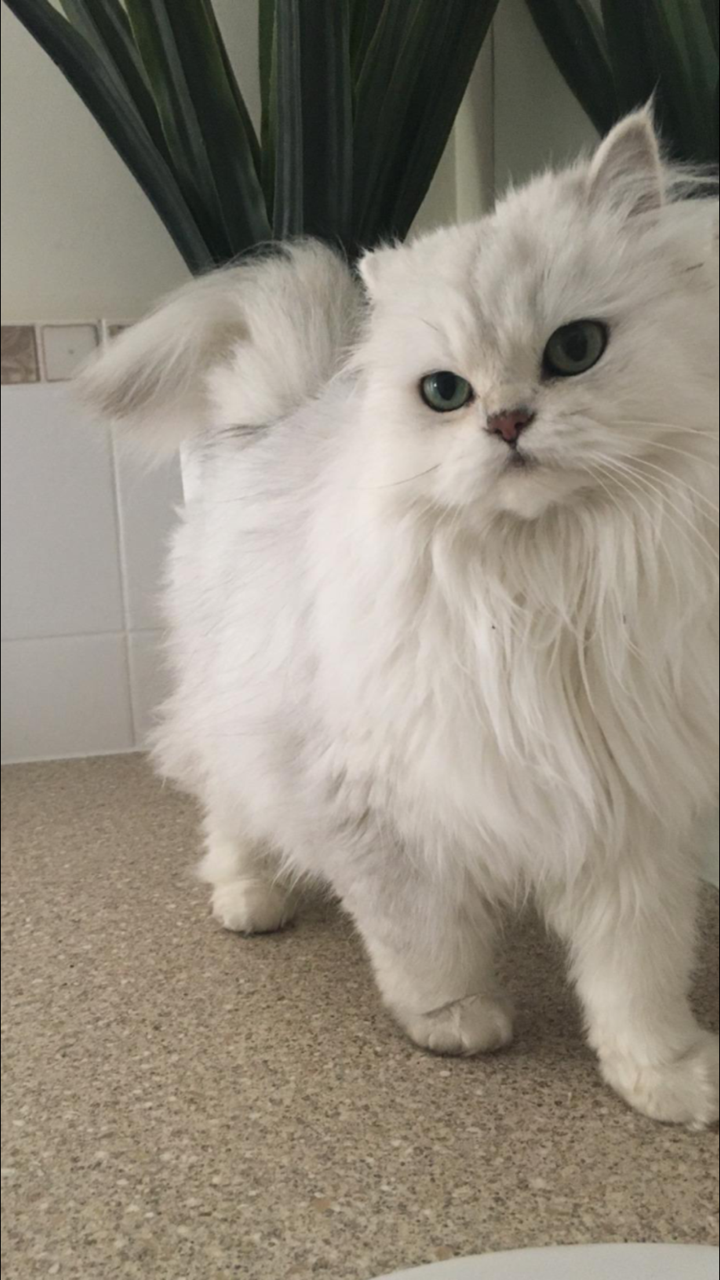 Aesthetic Cat Wallpaper iPhone