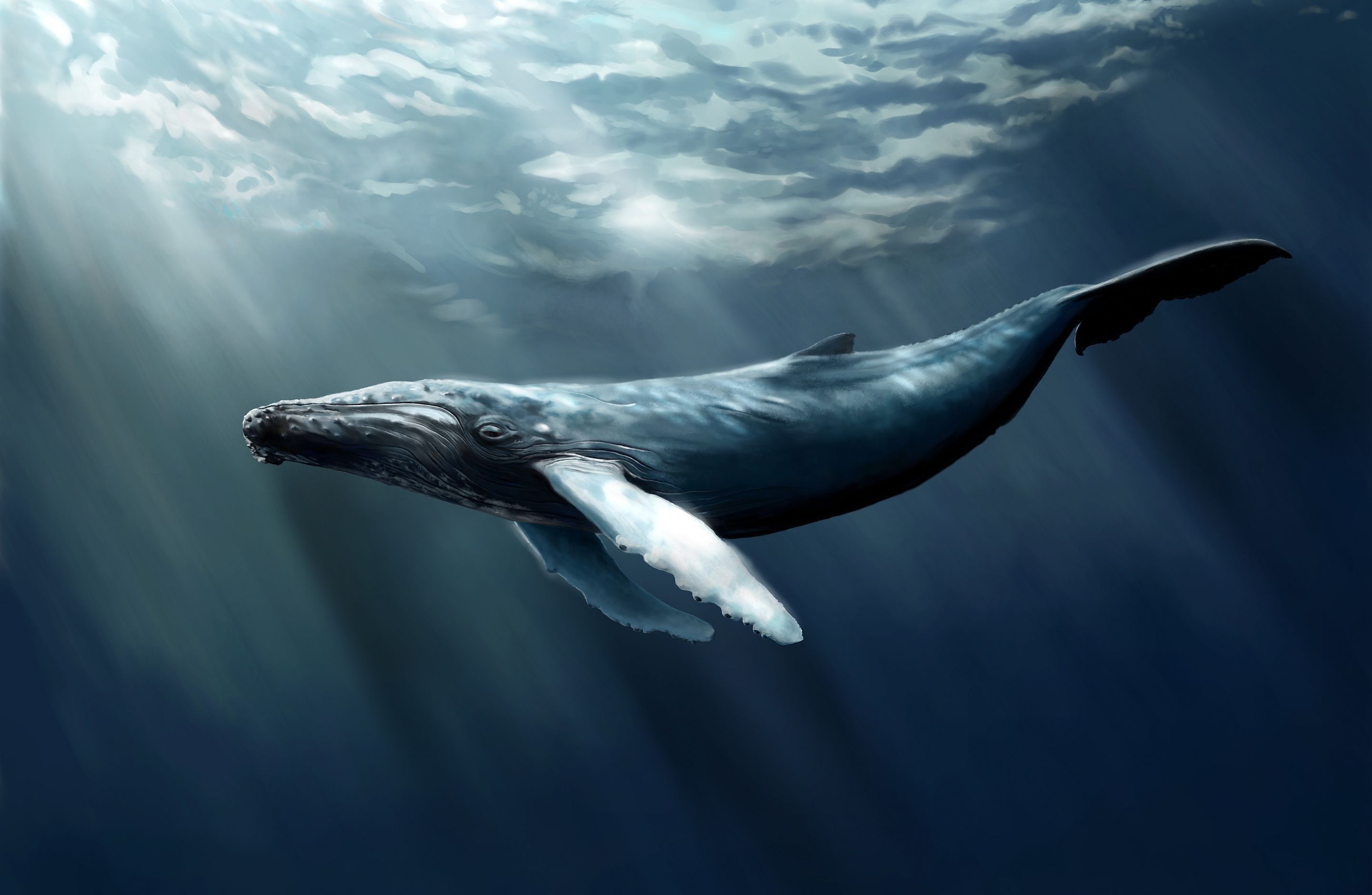 Blue Whale Wallpaper Free Blue Whale Background