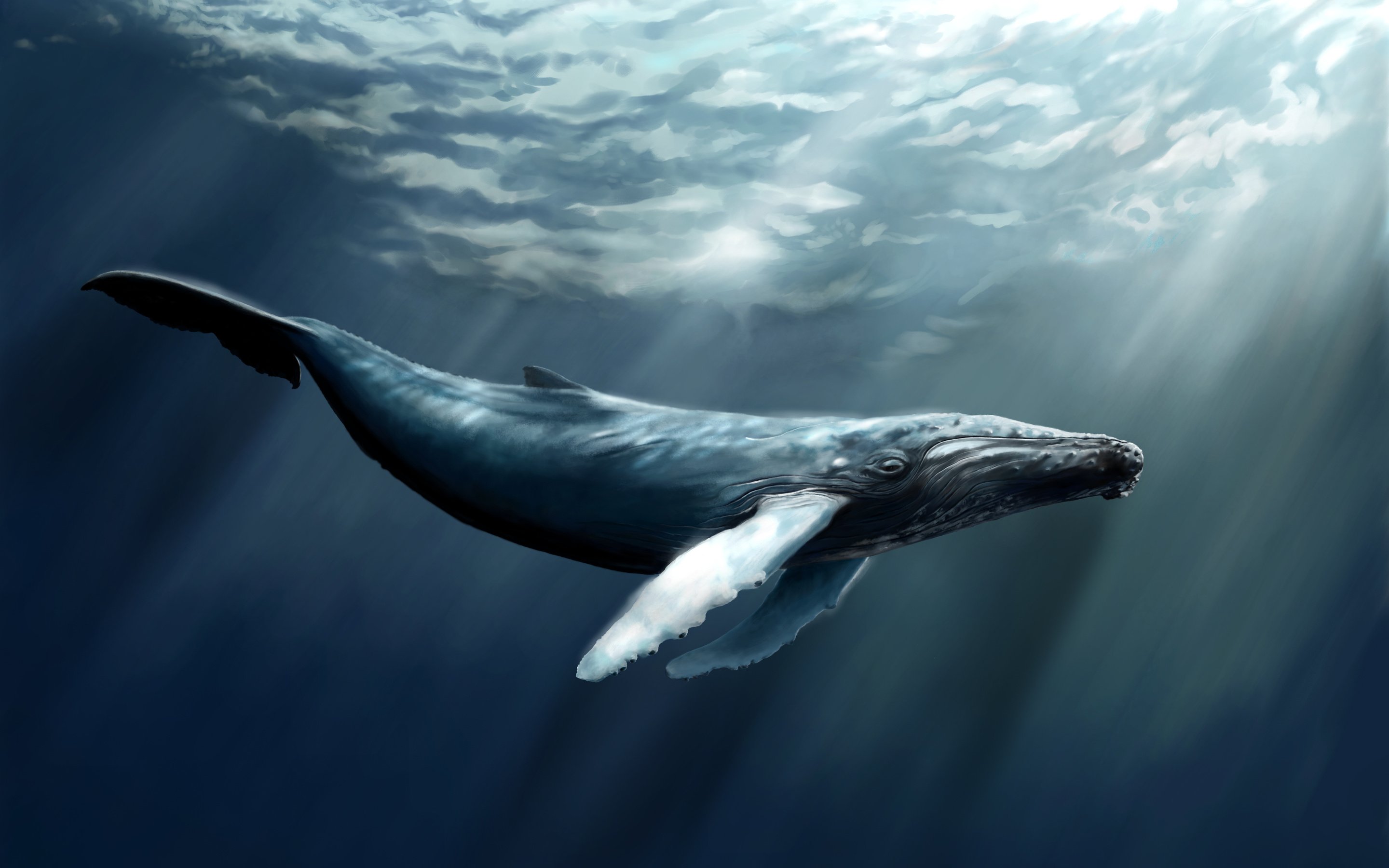 Fish sperm whale art water sea whale wallpaperx1800