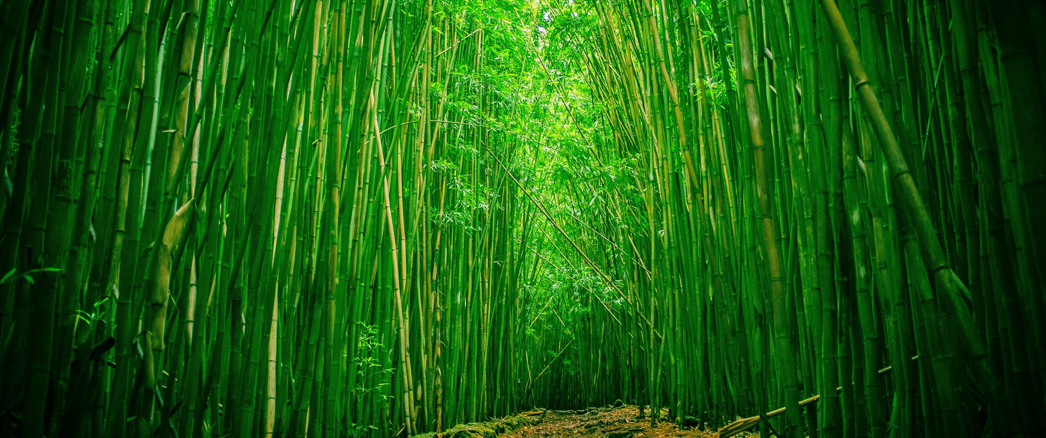 Download 3440x1440 Green Bamboo, Forest, Path Wallpaper