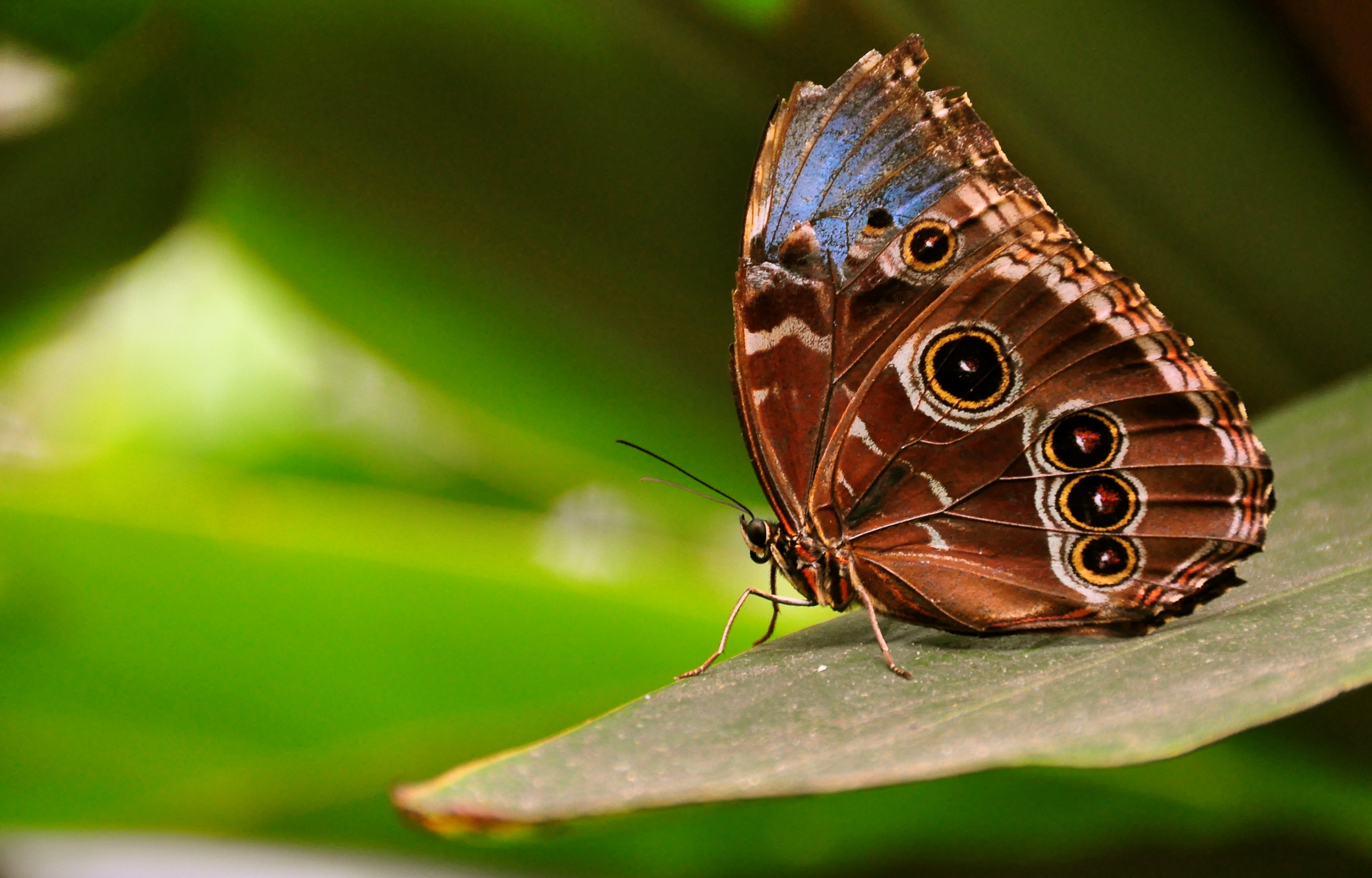 Butterfly Closed Wings Wallpaper