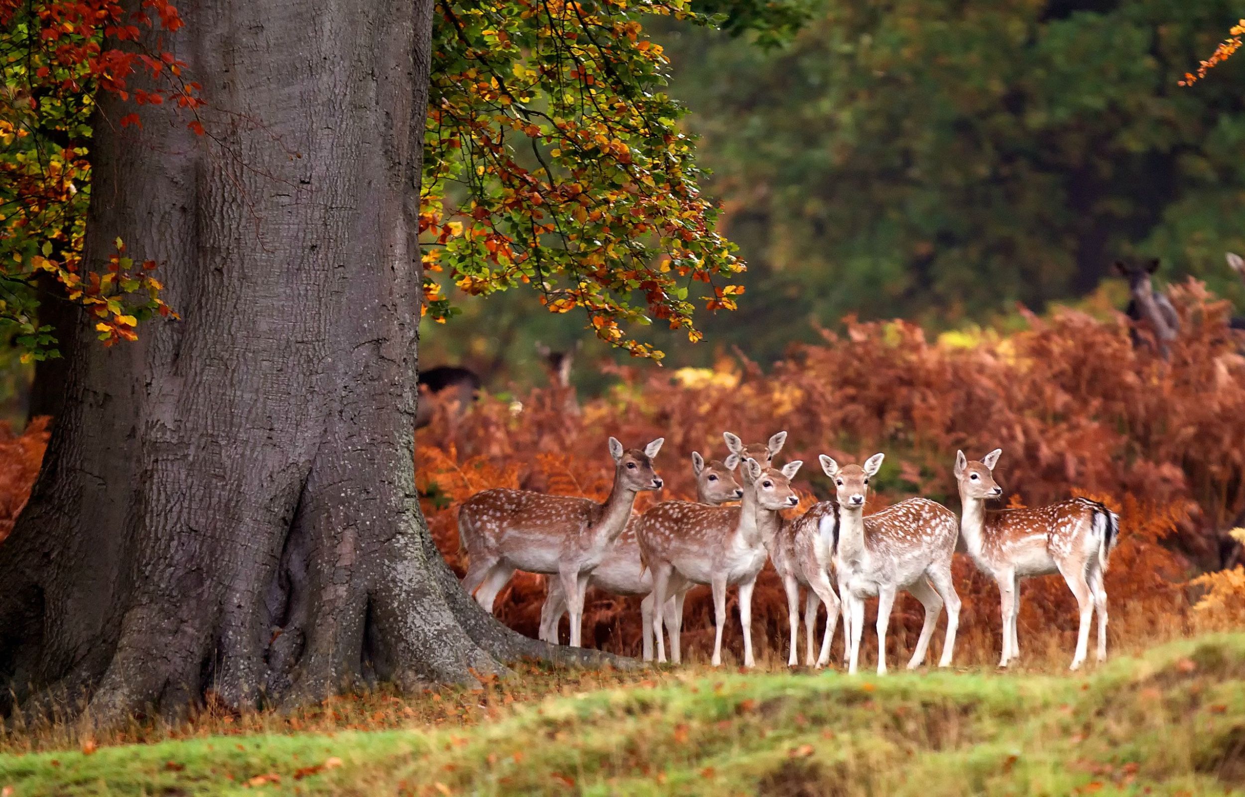 Cute Deer Family Wallpaper